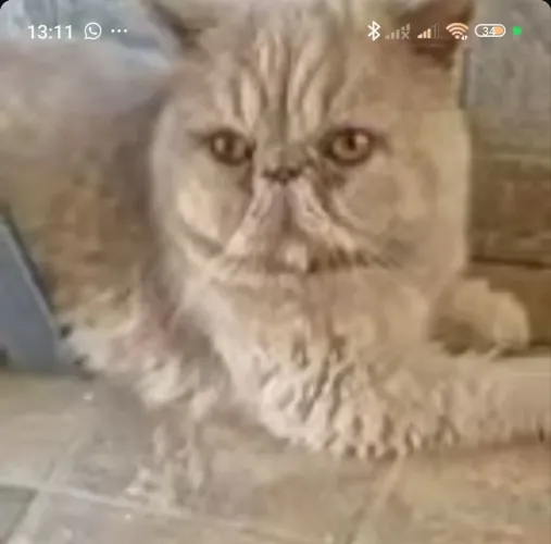 Gato persa macho 1 aninho 