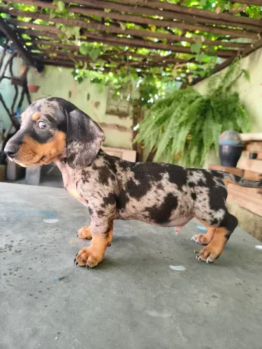 Dachshund / salsichinha / bassê/ tekel / Cofap ARLEQUIN (MOFADINHO)