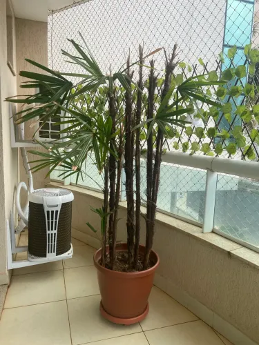 Planta Palmeira Ráfia Grande