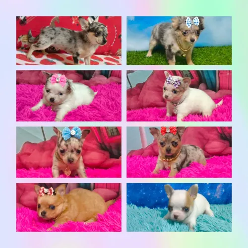 Chihuahua filhotes lindíssimos.