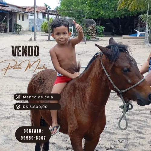 Vendo pônei