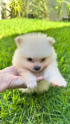 Spitz alemão Anão 