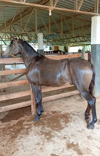 Cavalo registrado marcha picada 