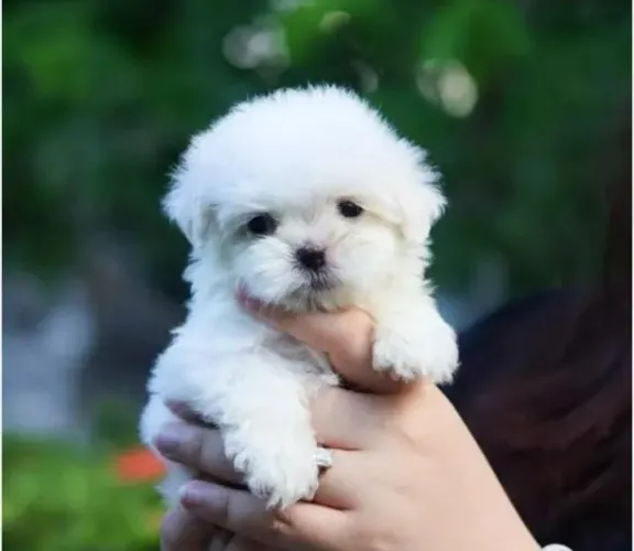 Maltês Mini Filhotes Pelagem Belíssima.