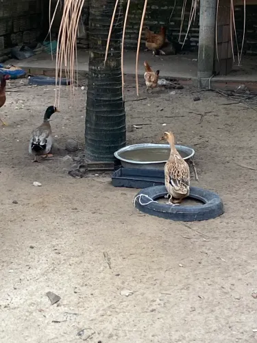 pato(paturi) casal