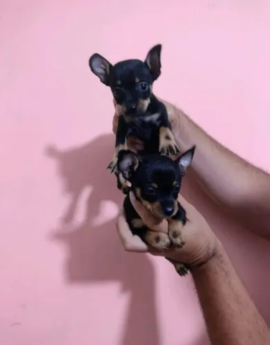 Pinscher