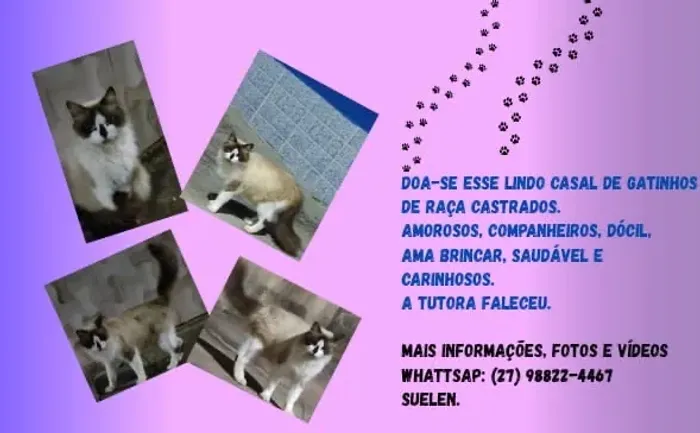 Doa-se esse Lindo Casal de Gatos de Raça Castrados