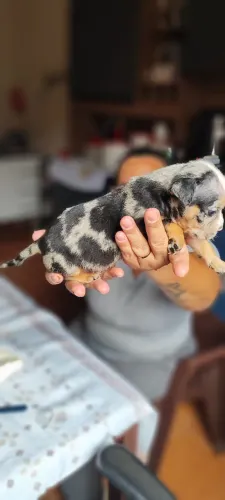 Filhote fêmea de American Bully