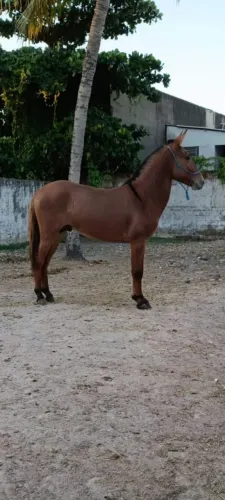 Jumento pega