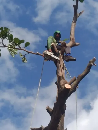 Corte e poda de árvore, roçagem e limpeza geral 