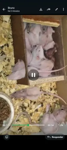 Rato Twister sem pelo