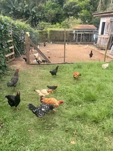 Frangos frangas galinhas pintinhos patos patinhos