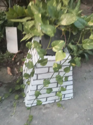 Quaqueiro