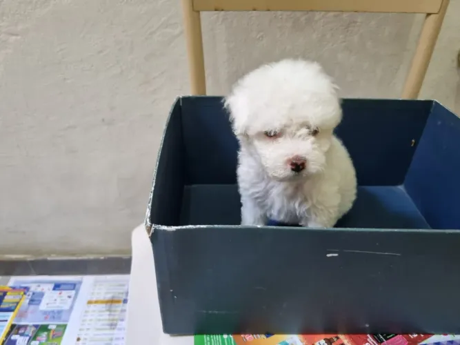 Poodle Microtoy Machos e Fêmeas