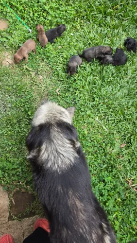 Estou doando  filhotes  de cachorro 
