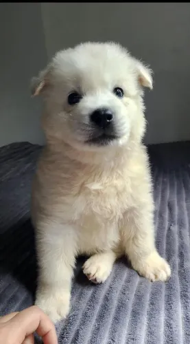 Filhotes de Husky siberiano