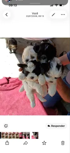 Shih tzu filhotes