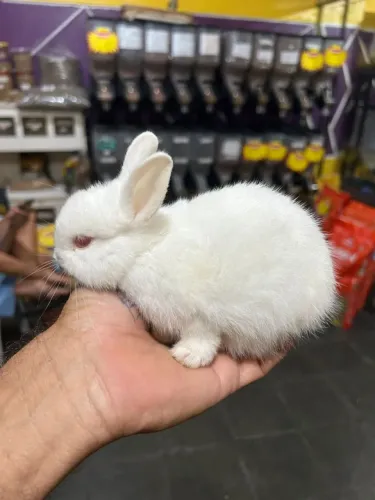 Mini coelho 