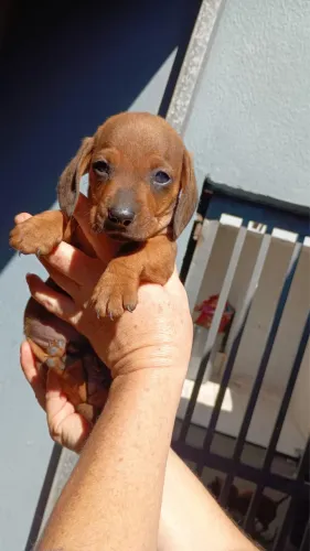 Macho de basset disponível