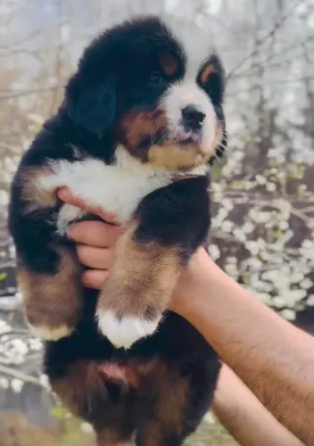 Filhotes de Bernese | Venha conhecer os charmosos filhotes disponíveis!