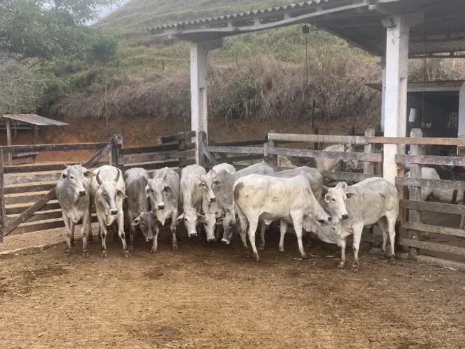 vacas matrizes 