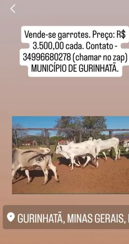 Garrotes - município de Gurinhatã MG