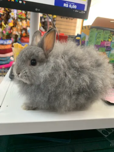 Mini coelho Jersey Wooly