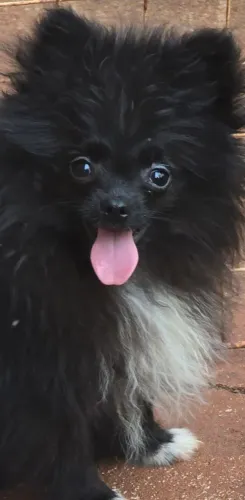 Spitz alemão machinho