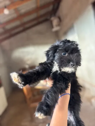 Cachorrinha a venda, foto dos pais no pv