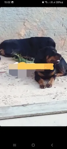 Doação de casal de Rottweiler