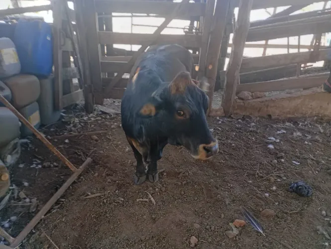 Vende se casal de mine vacas