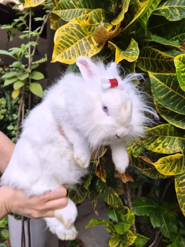 Fêmea mini lion head adulta