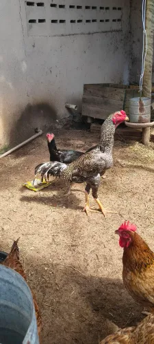 Galo e galinha de raça 