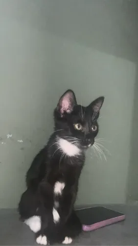 Doa-se Gata fêmea