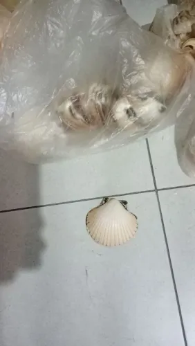 Conchas artesanato, 20 da GG, 25 grande, 45 média, 12 PEQUENA?