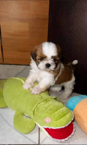 Shih Tzu Fêmea