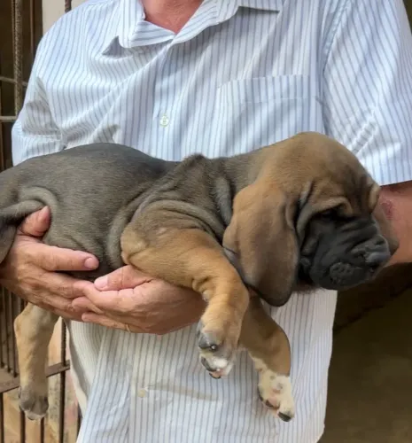 Fila Brasileiro filhotes pedigree CBKC 