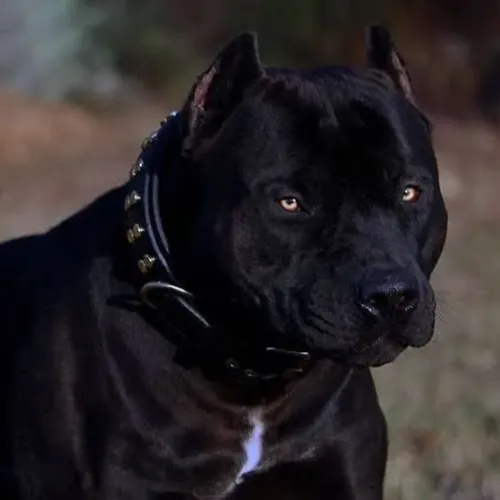 Preciso de um cachorro ou filhote 