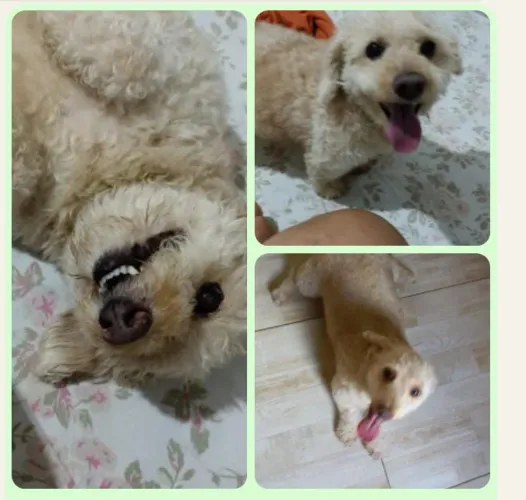 CACHORRO PARA ADOÇÃO RESPONSÁVEL