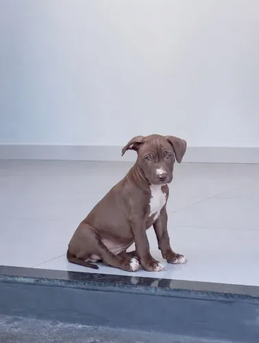 Filhote de Pit Bull 