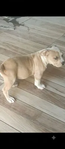 Filhote Merle de pitmonster
