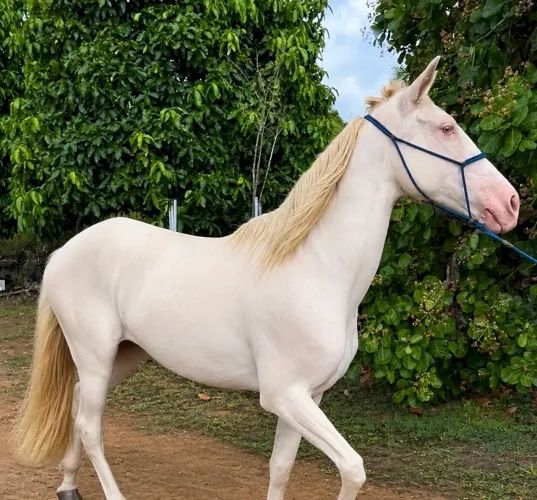 Égua mangalarga