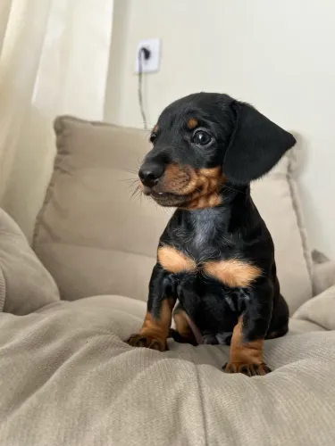 Basset filhote