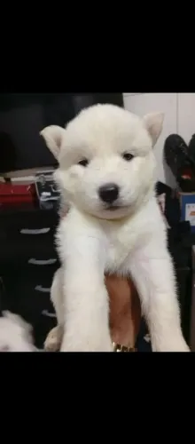 Husky Esse cachorrinho roubou a cena no arraiá
