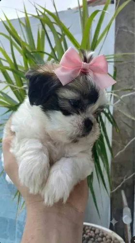 Filhote de shih tzu disponível fêmea com pedrigre