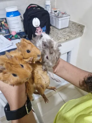 Filhote de Porquinho da Índia - raça Abissínio