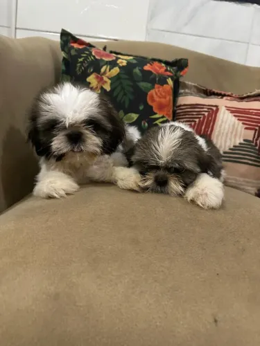 Shih tzu