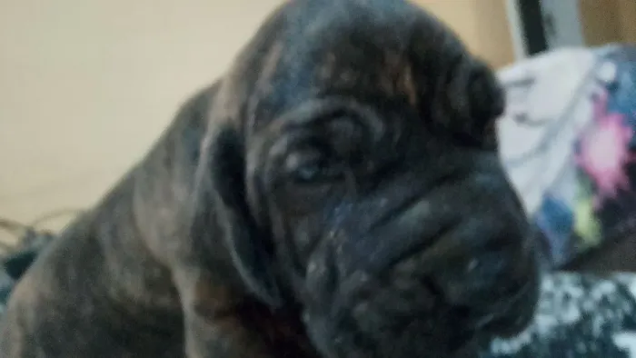 Vendo cão 