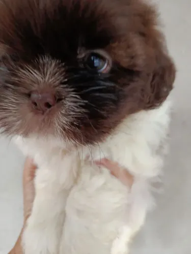 Filhote shih tzu, Seu novo companheiro te espera com o rabinho abanando!