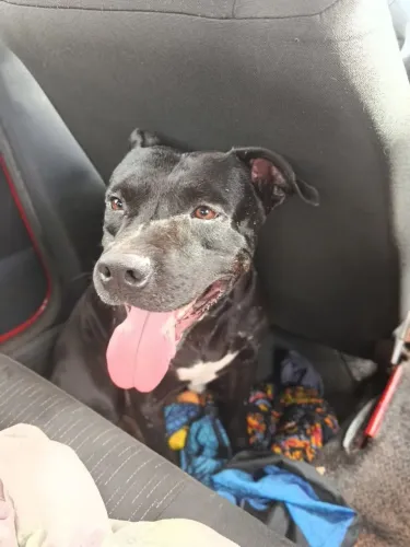 Pitbull para adoção 